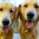 Dos Golden Retrievers.